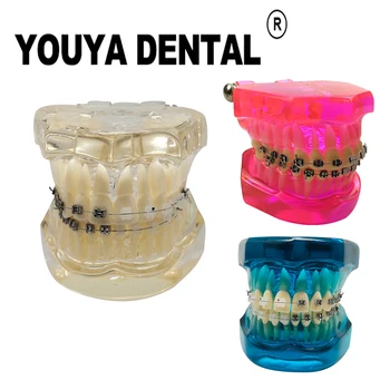 Ортодонтическая модель зубов Модель зубов для студентов-стоматологов, обучающих материаловедению, исследовательским коммуникационным инструментам